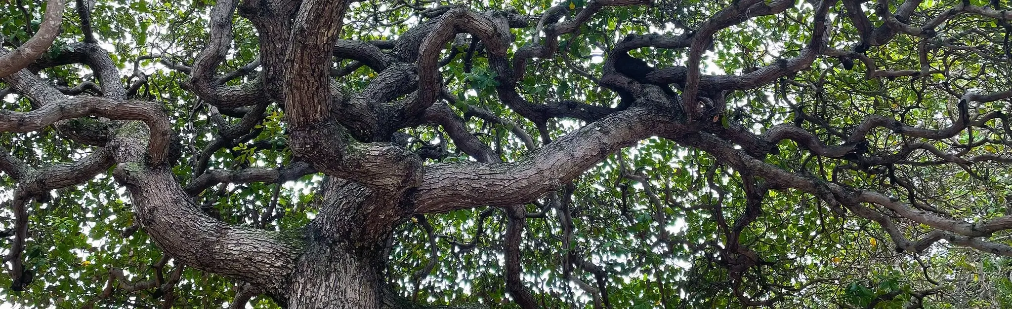 Cocรณ Ecological Park - Brazil (2022) Photo of an old oak tree in Brazil